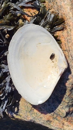 Arctic Surfclam