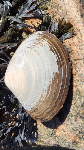 Arctic Surfclam