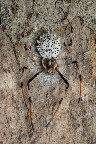 How to identify Herennia multipuncta (Doleschall, 1859)