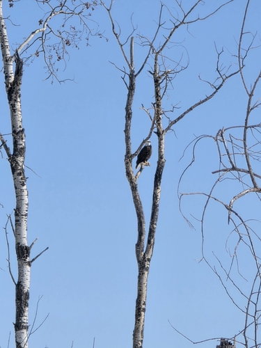 Northern Bald Eagle