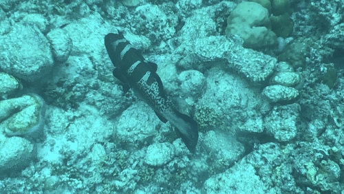 Blacksaddle Coralgrouper — seen at this dive site