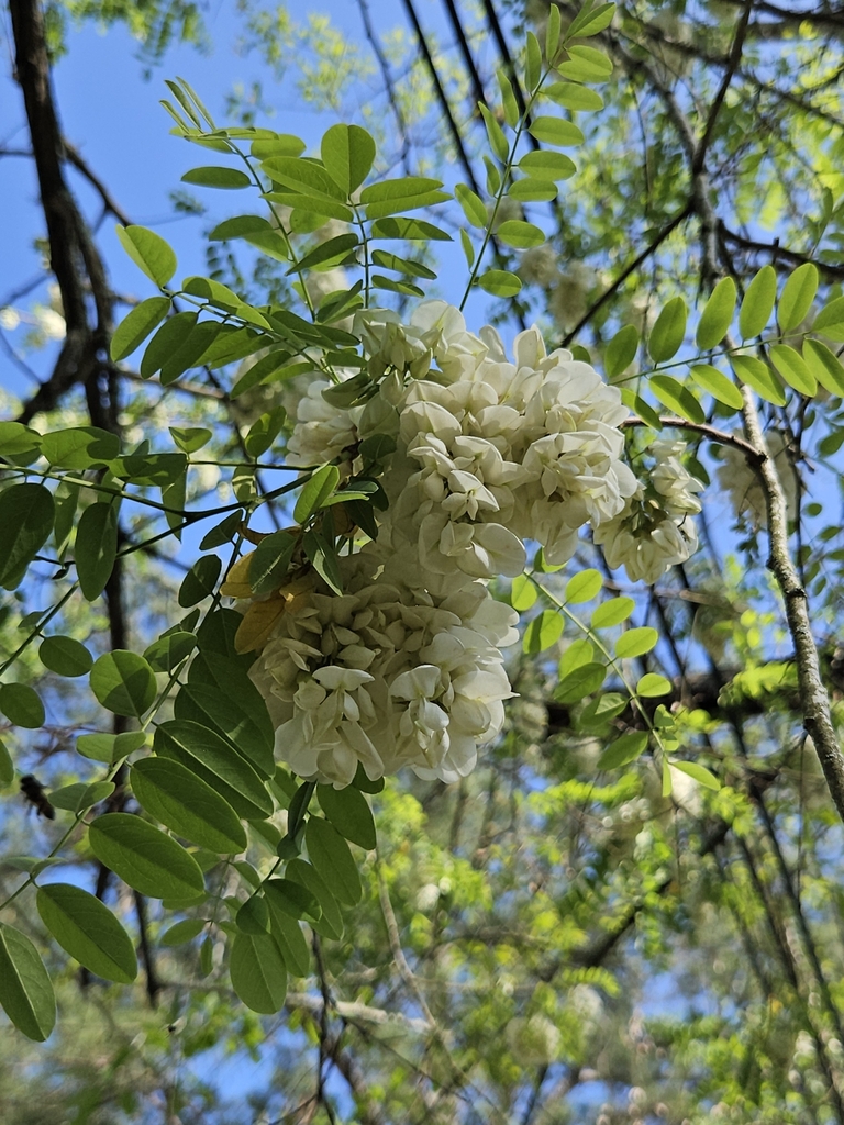 black locust from Chickasaw, AL, USA on March 31, 2025 at 03:58 PM by ...
