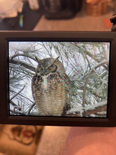 iNaturalist observation 2025-03-30