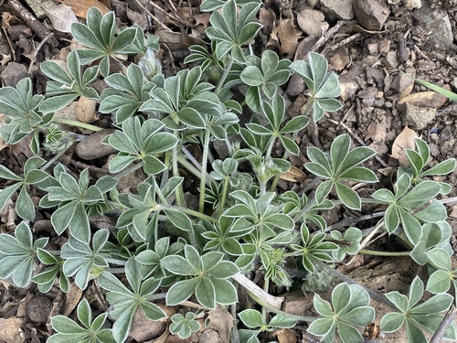 California Indian Breadroot foliage
