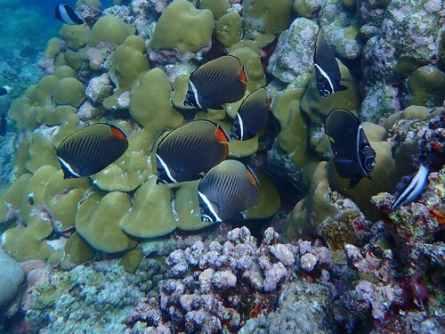 Red-tailed Butterflyfish — seen at this dive site