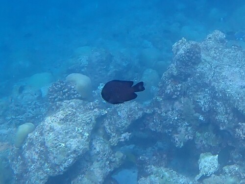 Three-spot Dascyllus — seen at this dive site