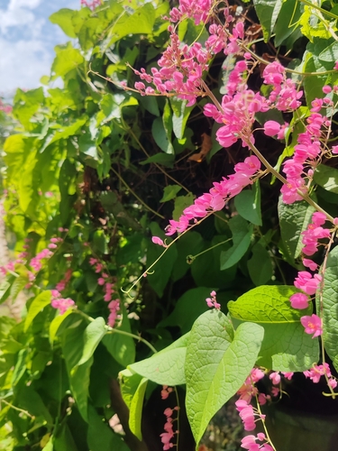 Coral Vine