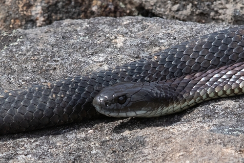 Tiger Snake sighting