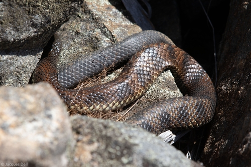 Tiger Snake sighting