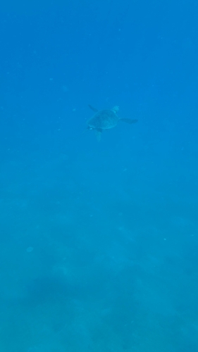 Green Sea Turtle — seen at this dive site
