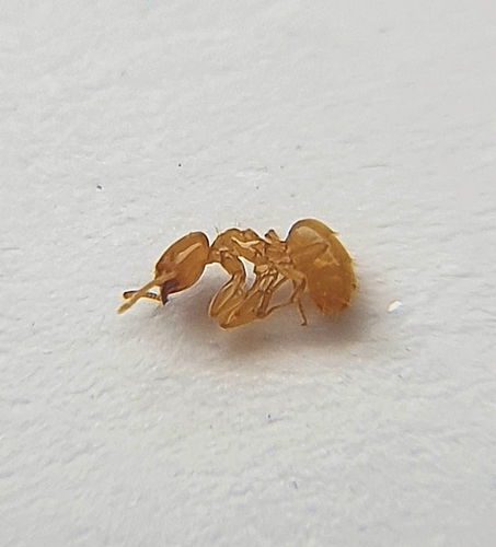 布氏尖尾蚁Acropyga butteli
