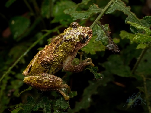 Eiffinger's Tree Frog