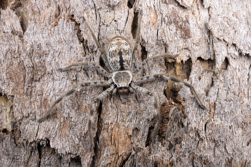 Holconia immanis (L.Koch, 1867)