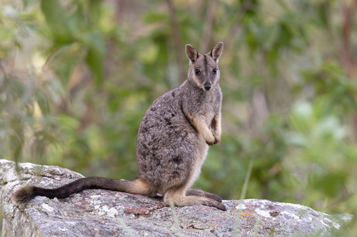 Mount Claro Rock Wallaby (Petrogale sharmani) — Vulnerable Mammalia