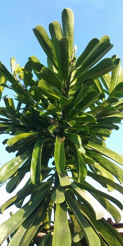 Euphorbia grandifolia