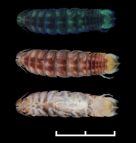 Aega dofleini