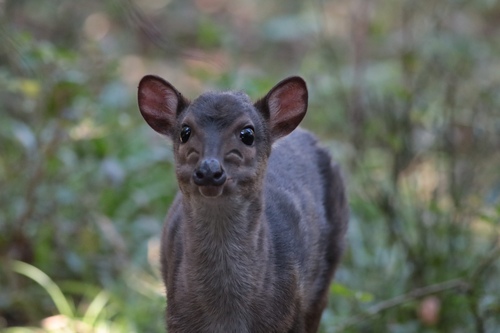 Blue Duiker