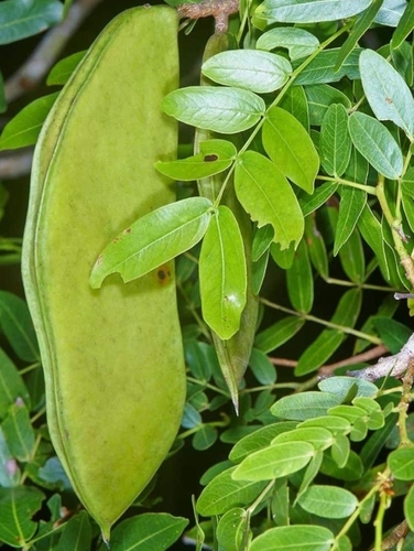 msasa