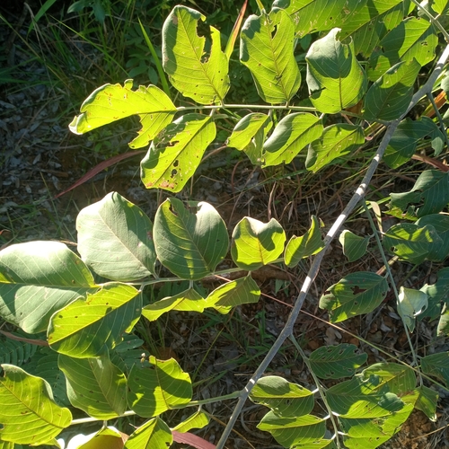Round-leaved Bloodwood