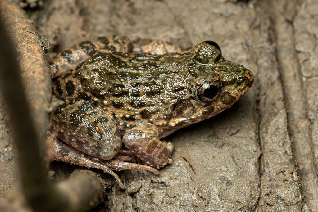 Mangrove Frog