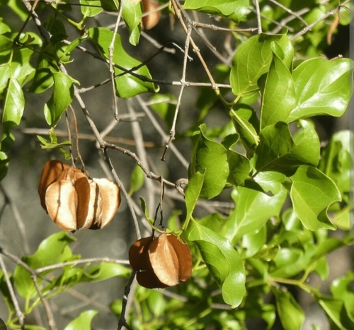 red bushwillow