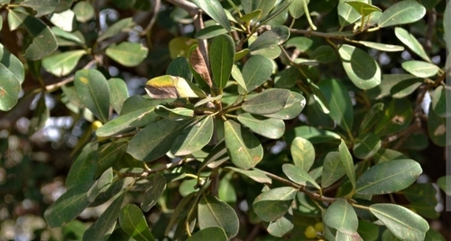 Natal fig