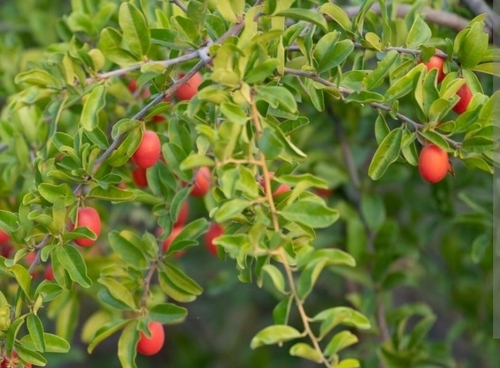 smooth sourplum