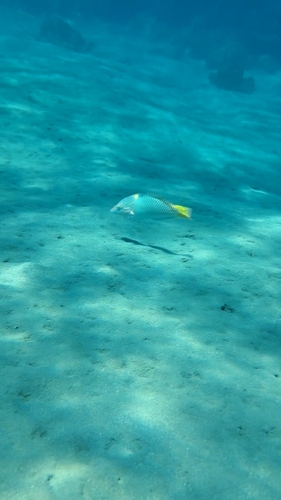 Checkerboard Wrasse — seen at this dive site
