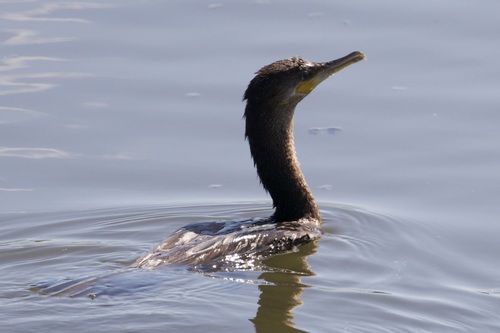iNaturalist observation photo of Neotropic Cormorant