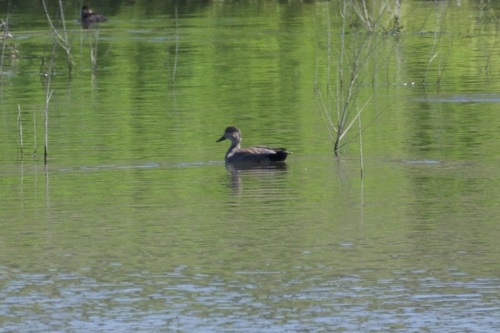 iNaturalist observation photo of Gadwall