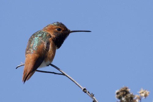 iNaturalist observation photo of Allen's Hummingbird