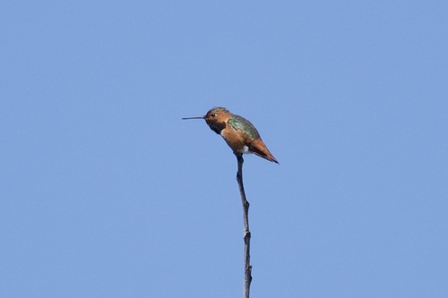 iNaturalist observation photo of Allen's Hummingbird