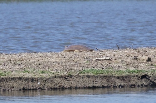 iNaturalist observation photo of Spiny Softshell