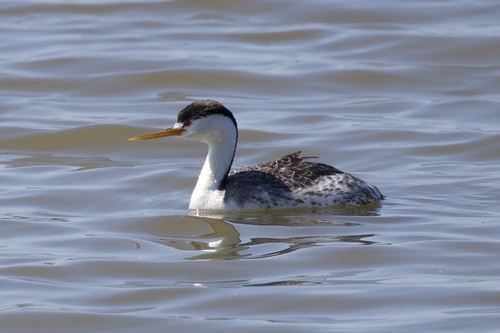 iNaturalist observation photo of Clark's Grebe