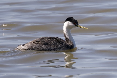 iNaturalist observation photo of Western Grebe
