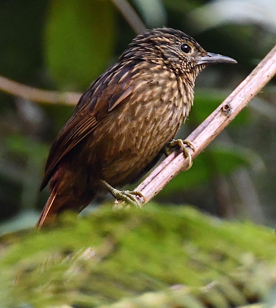 Striped Treehunter photo