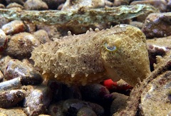 Cuttlefish