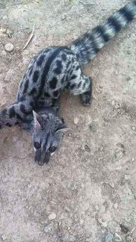 Northern Small-spotted Genet