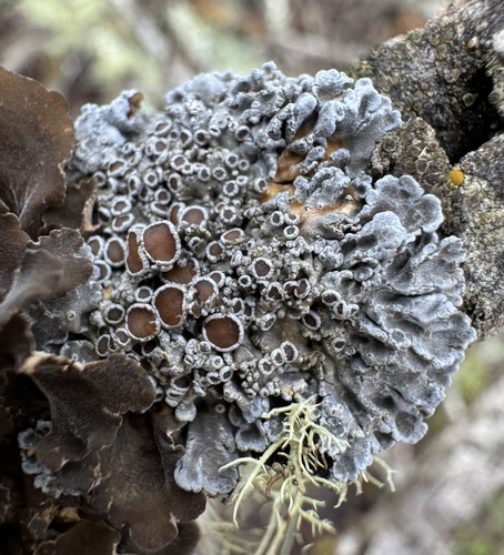 Pannaria oregonensis · iNaturalist