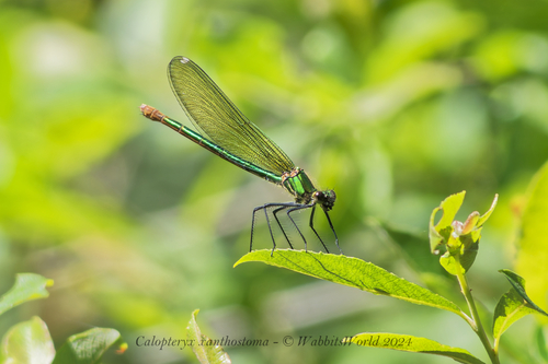 Western Demoiselle