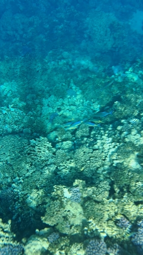 Goldsaddle Goatfish — seen at this dive site