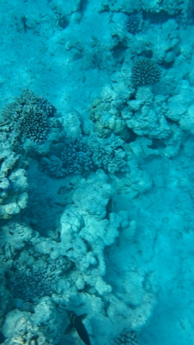 Arabian Picasso Triggerfish — seen at this dive site