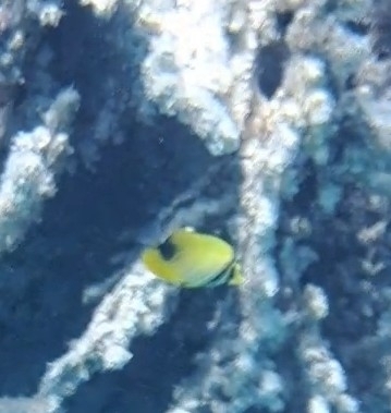 Indian Sailfin Tang — seen at this dive site