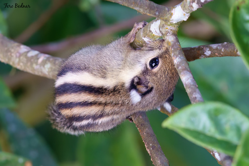 Tamiops mcclellandii