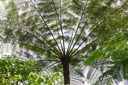 Sphaeropteris glauca