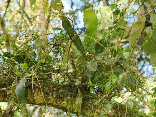 Epiphyllum thomasianum ssp. thomasianum