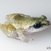 Pale Chirping Frog - Photo (c) Victor Luja, all rights reserved, uploaded by Victor Luja