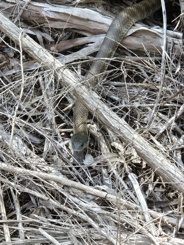 Tiger Snake sighting