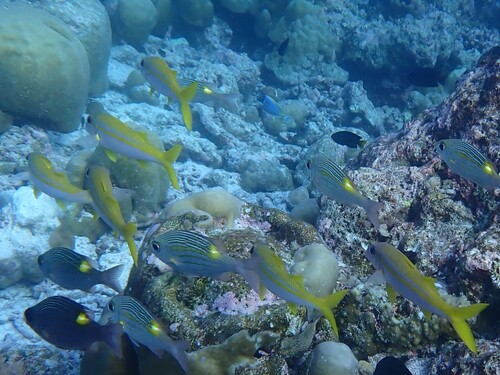 Yellowfin Goatfish — seen at this dive site