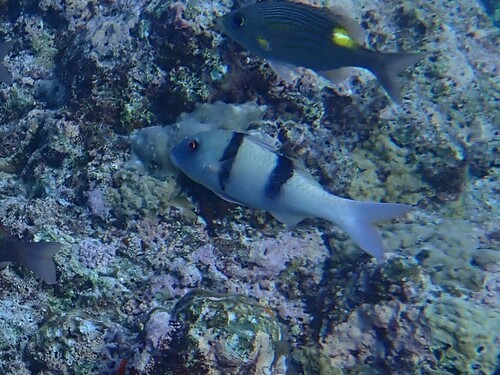 Indian Doublebar Goatfish — seen at this dive site